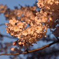 竜王山公園　桜