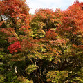 米泉湖と滝の口河川公園の紅葉